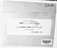 Uromyces viciae-fabae image